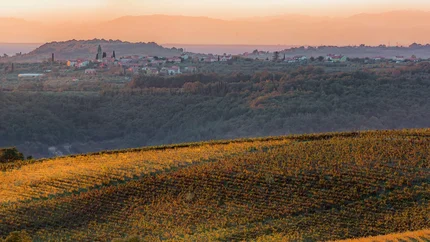 Autumn vineyards on rolling hills at sunset