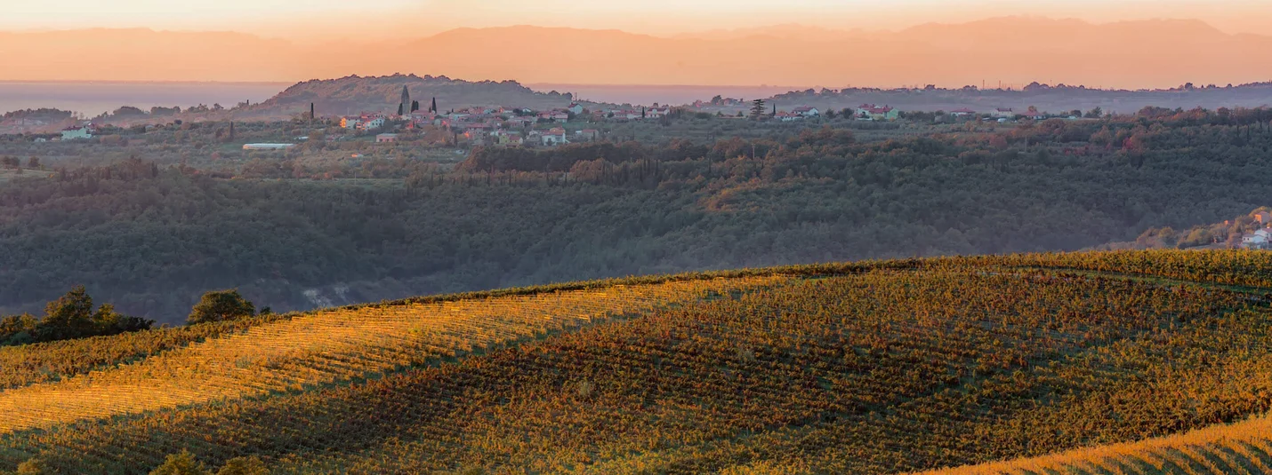 Resumption of the Cottur cycle path © Jaka Ivancic Autumn vineyards on rolling hills at sunset