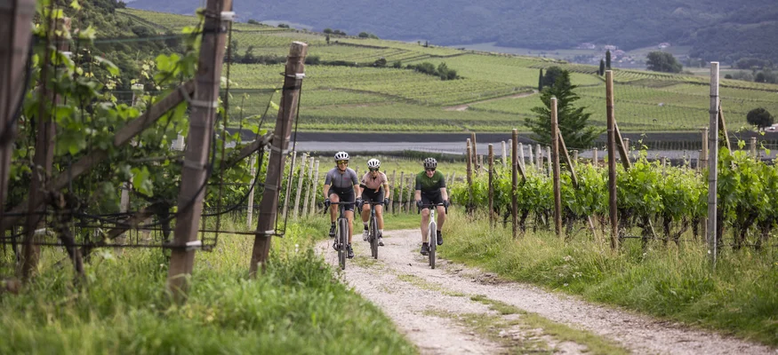 Drei Radfahrer fahren auf einem Weg durch Weinberge mit Bergen im Hintergrund