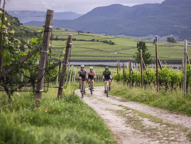Gravel & Törggelen: Warum Tramin im Herbst perfekt für Gravelbiker ist © Heiko Mandl Drei Radfahrer fahren auf einem Weg durch Weinberge mit Bergen im Hintergrund