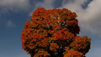 Three cyclists riding past a tree with red autumn leaves under a blue sky