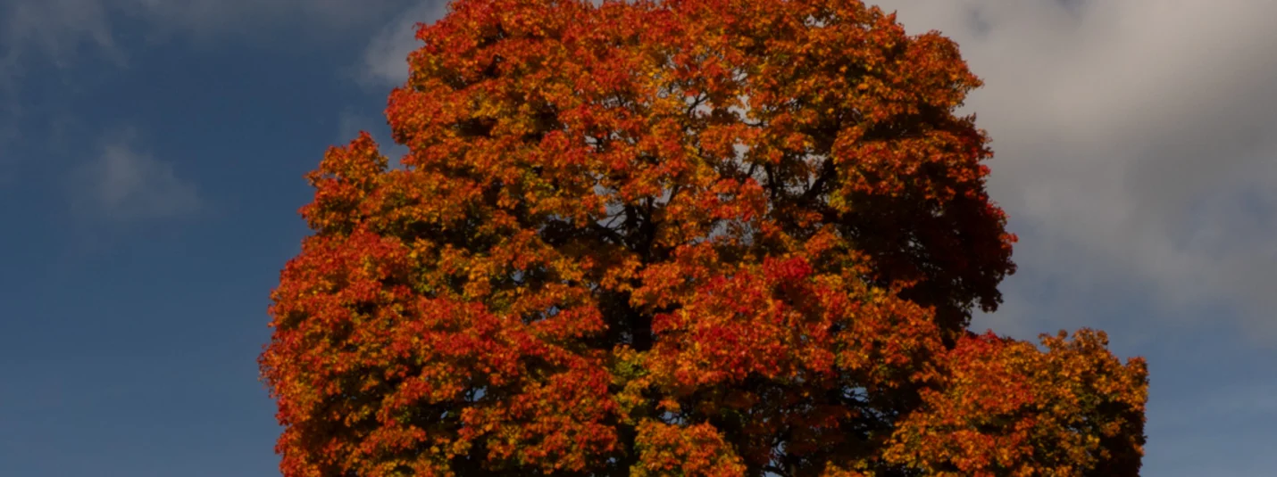 Three Lakes Tour © David Lemanski Three cyclists riding past a tree with red autumn leaves under a blue sky
