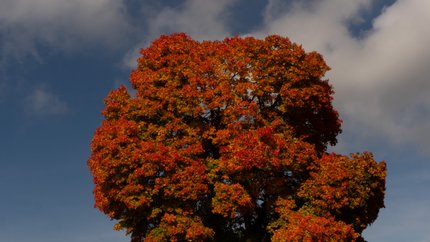Drei Seen Tour © David Lemanski Drei Radfahrer vor einem Baum mit roten Herbstblättern und blauem Himmel