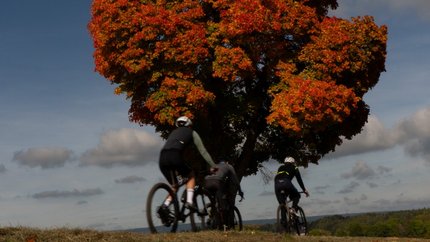 Three cyclists riding past a tree with red autumn leaves under a blue sky