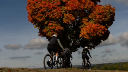 Three cyclists riding past a tree with red autumn leaves under a blue sky