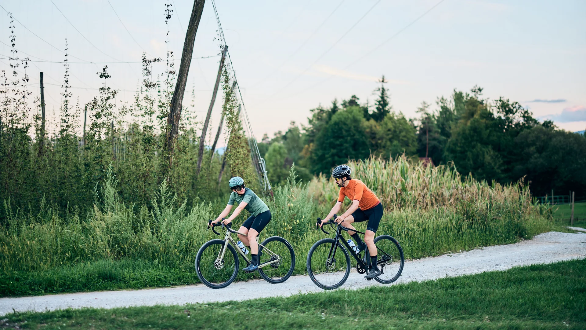 Zwei Radfahrer fahren auf einem Feldweg neben Hopfenpflanzen und Maisfeld