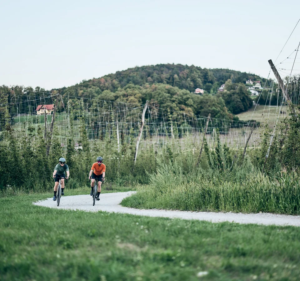 Zwei Radfahrer fahren auf einem Feldweg durch eine grüne Landschaft mit Hügeln