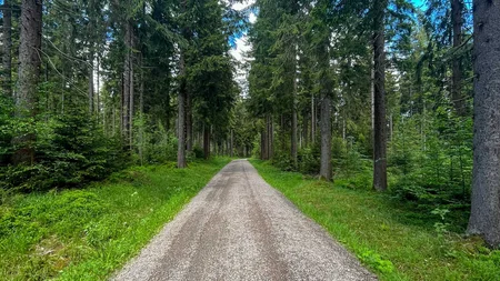 Schotterweg durch dichten Wald mit hohen Tannen unter blauem Himmel