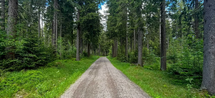 Schotterweg durch dichten Wald mit hohen Tannen unter blauem Himmel