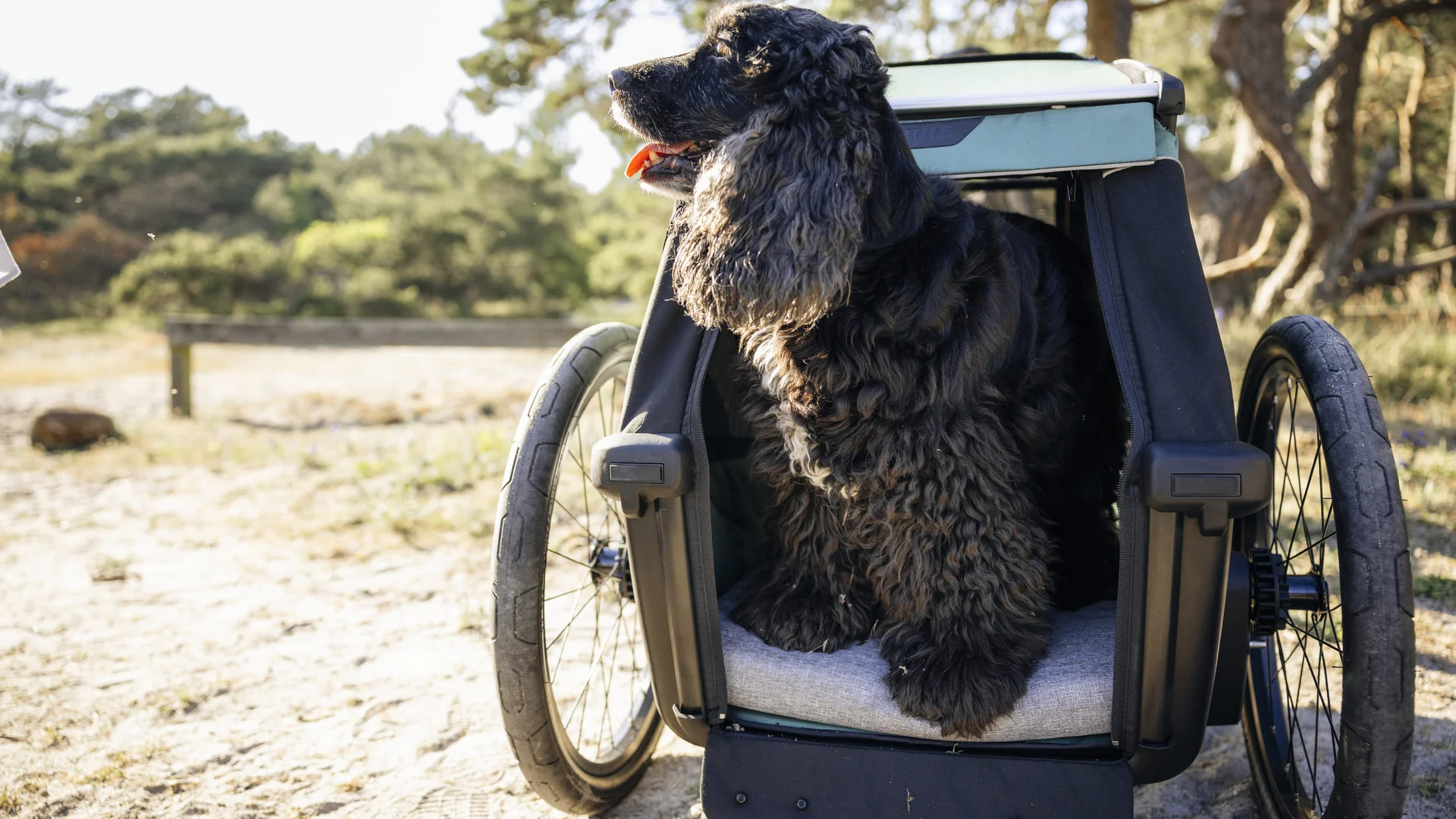 Mit dem Thule Bexey beginnt jedes Abenteuer zu zweit © Thule Großer schwarzer Hund sitzt in einem zweirädrigen Anhänger im Freien
