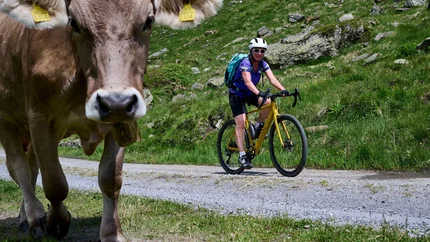 Cyclist on mountain path with cow in foreground on green meadow