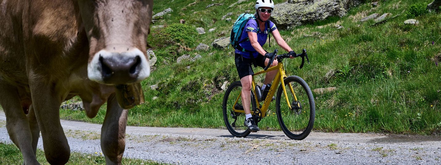 Furkelpass über Maria Saalen - Enneberg - Geiselsberg - Ried - Reischach © Ben Wiesenfahrt Fahrradfahrerin auf Bergweg mit Kuh im Vordergrund auf grüner Wiese