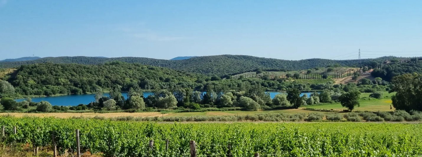 Green vineyard field with forested hills and blue lake under clear sky