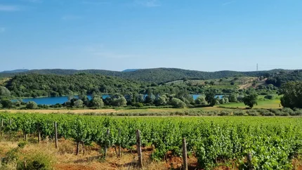 Grünes Weinbergfeld vor bewaldeten Hügeln und blauem See unter klarem Himmel