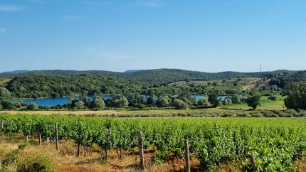 Green vineyard field with forested hills and blue lake under clear sky