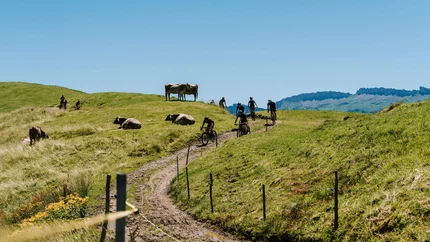 Mountainbiker fahren auf einem Weg durch grüne Hügel mit Kühen bei klarem Himmel