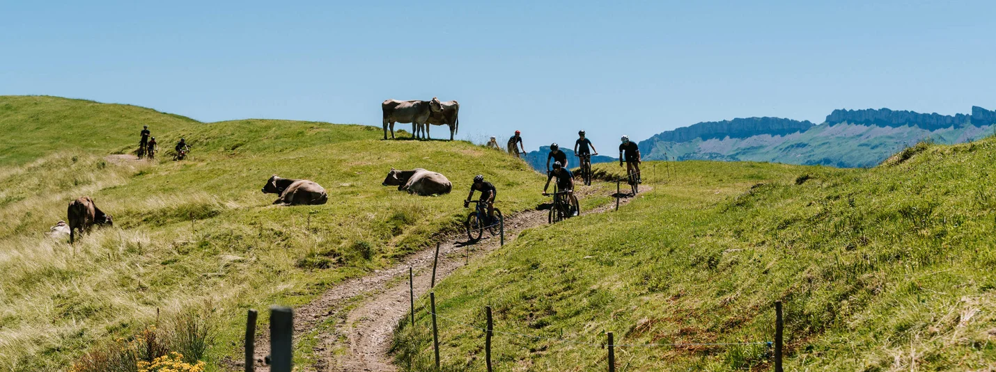 Into the Wold 2021 © into the wold - Christina Neubauer Mountain bikers riding on a path through green hills with cows under clear sky