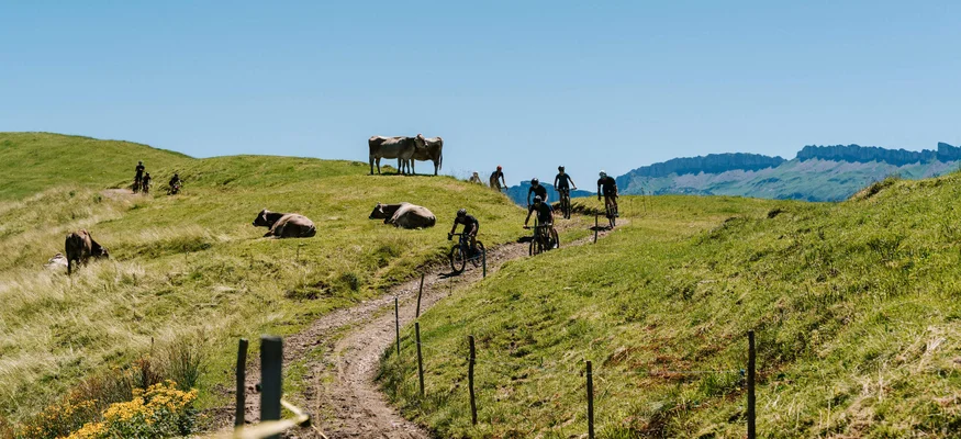 Mountainbiker fahren auf einem Weg durch grüne Hügel mit Kühen bei klarem Himmel