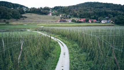 Bier und Hopfentour im Savinja Tal © Tobias Köhler Fahrradweg zwischen Hopfenfeldern in ländlicher hügeliger Landschaft