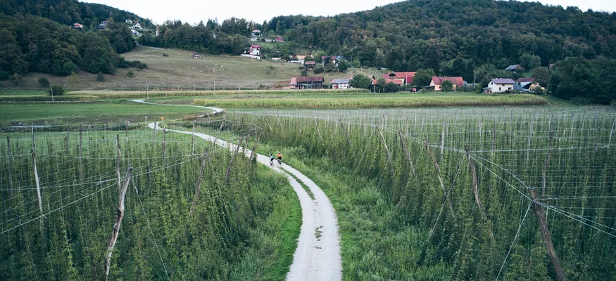 Fahrradweg zwischen Hopfenfeldern in ländlicher hügeliger Landschaft