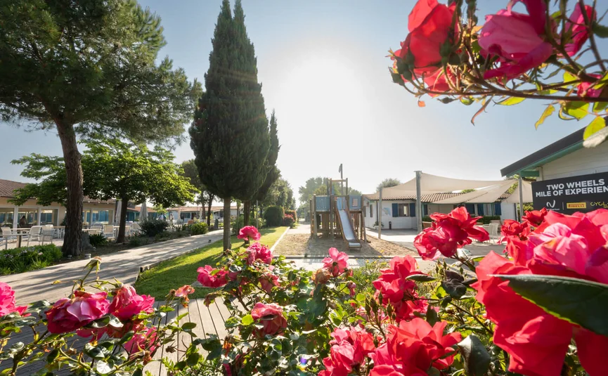 Playground with slide behind blooming red roses in sunny park