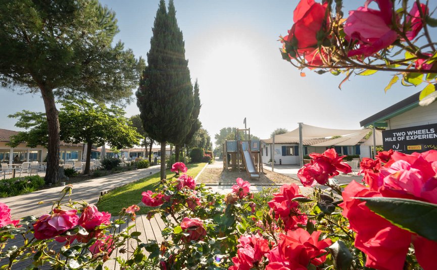 Playground with slide behind blooming red roses in sunny park