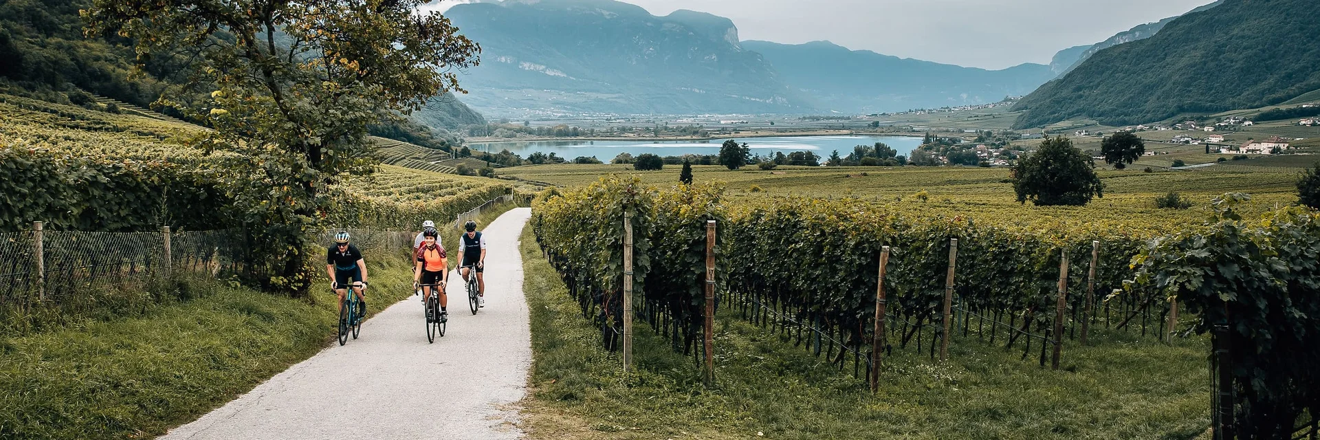 Three cyclists ride on a country road through vineyards with mountains in the background.