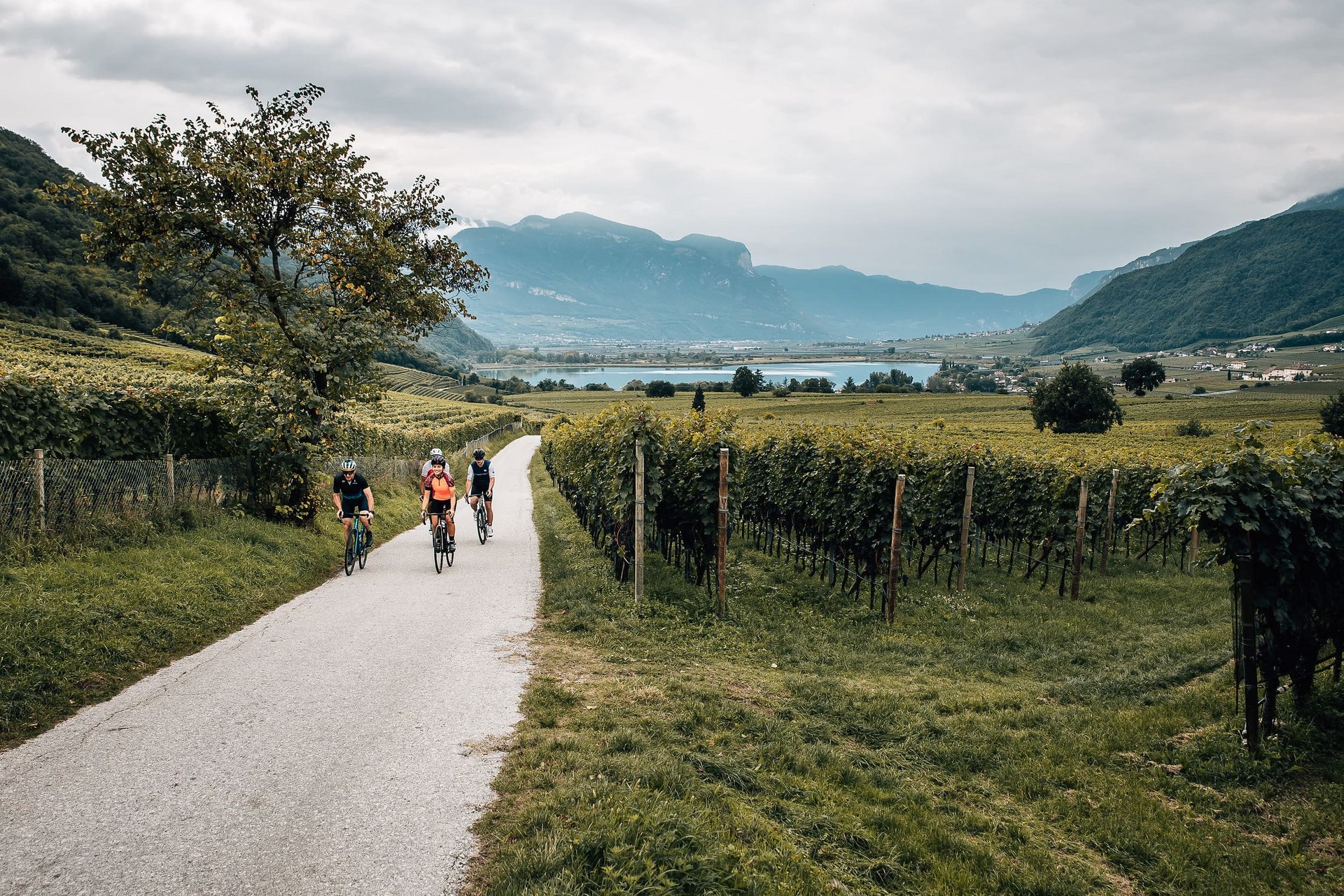 Drei Radfahrer fahren auf einer Landstraße durch Weinberge mit Bergen im Hintergrund.