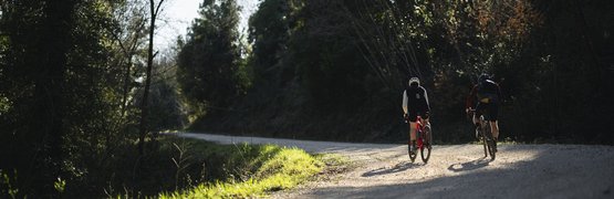 Two cyclists riding on a sunlit forest path