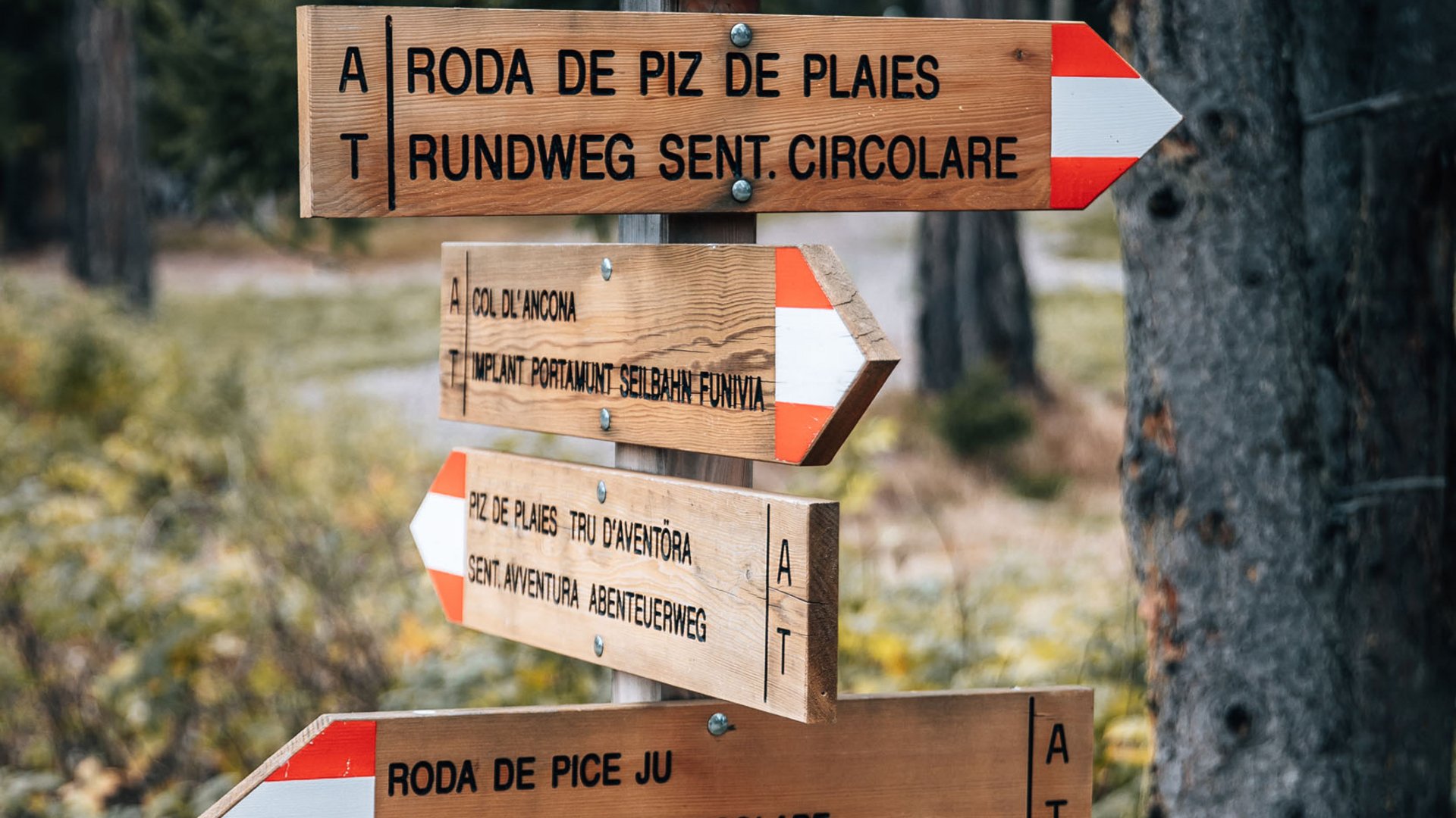 Mehrere hölzerne Wanderwegweiser im Wald mit Richtungen und Markierungen