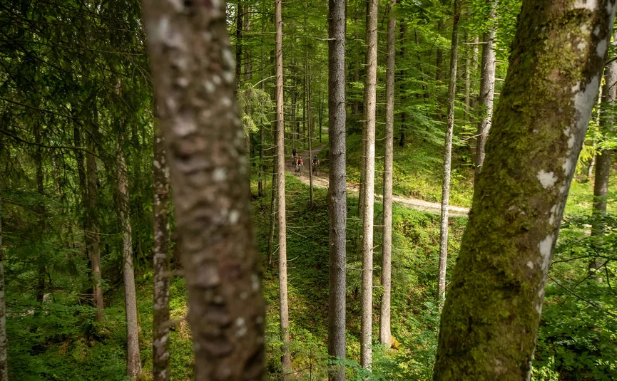Three cyclists riding on a path through dense green forest