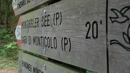 Wanderer und Radfahrer auf Waldweg mit Holzwegweiser im Vordergrund