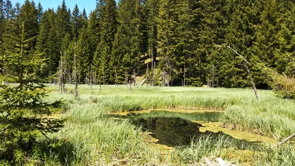 Kleiner Sumpf mit Wasser und Gras vor einem dichten Nadelwald