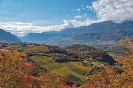 Herbstliche Weinberge mit Bergen und blauem Himmel im Hintergrund