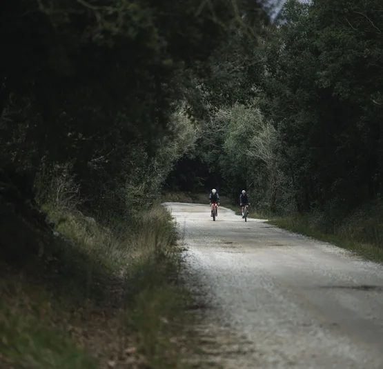 Two cyclists on a forest road surrounded by trees