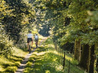 Zwei Radfahrer fahren auf einem schmalen Waldweg bei Sonnenschein
