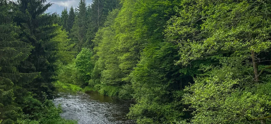 Fluss fließt durch dichten grünen Wald unter bewölktem Himmel
