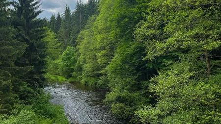 Fluss fließt durch dichten grünen Wald unter bewölktem Himmel