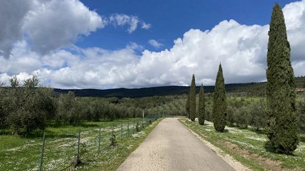 Rural road lined with cypress trees under a partly cloudy sky