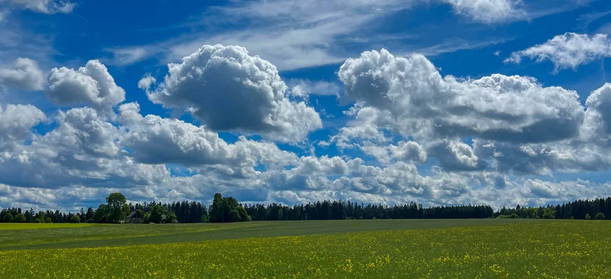 Grünes Feld mit gelben Blumen unter blauem Himmel mit Wolken