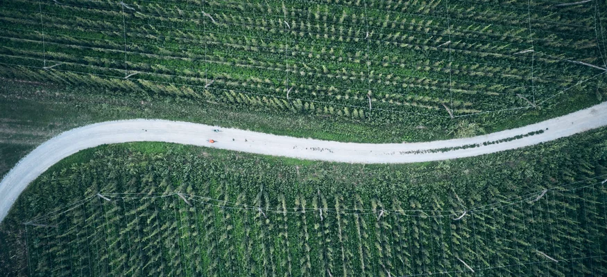 Aerial view of a dirt road winding through a green cultivated field