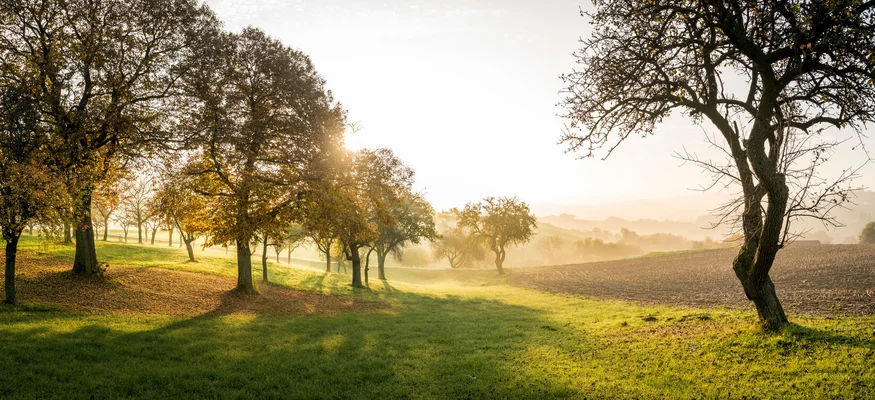 Bucklige Welt © Wiener Alpen - Zwickl Autumn landscape with trees and sunlight on a field