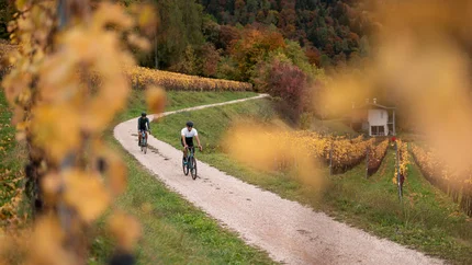 Two cyclists on a narrow path through autumn vineyards