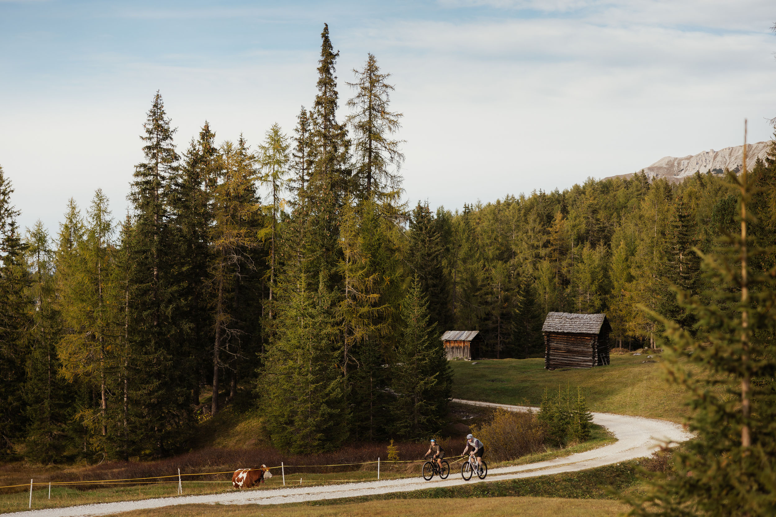 Alpine Gravel Experience © Alex Moling Zwei Radfahrer auf einem Waldweg neben einer Kuh und Holzhütten